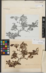 Foto von Salix reticulata L. x Salix waldsteiniana Willd.
